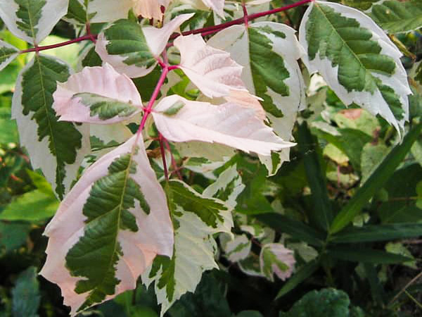 ネグンドカエデ 京都府宇治市、京都市、滋賀県のエクステリア・外構